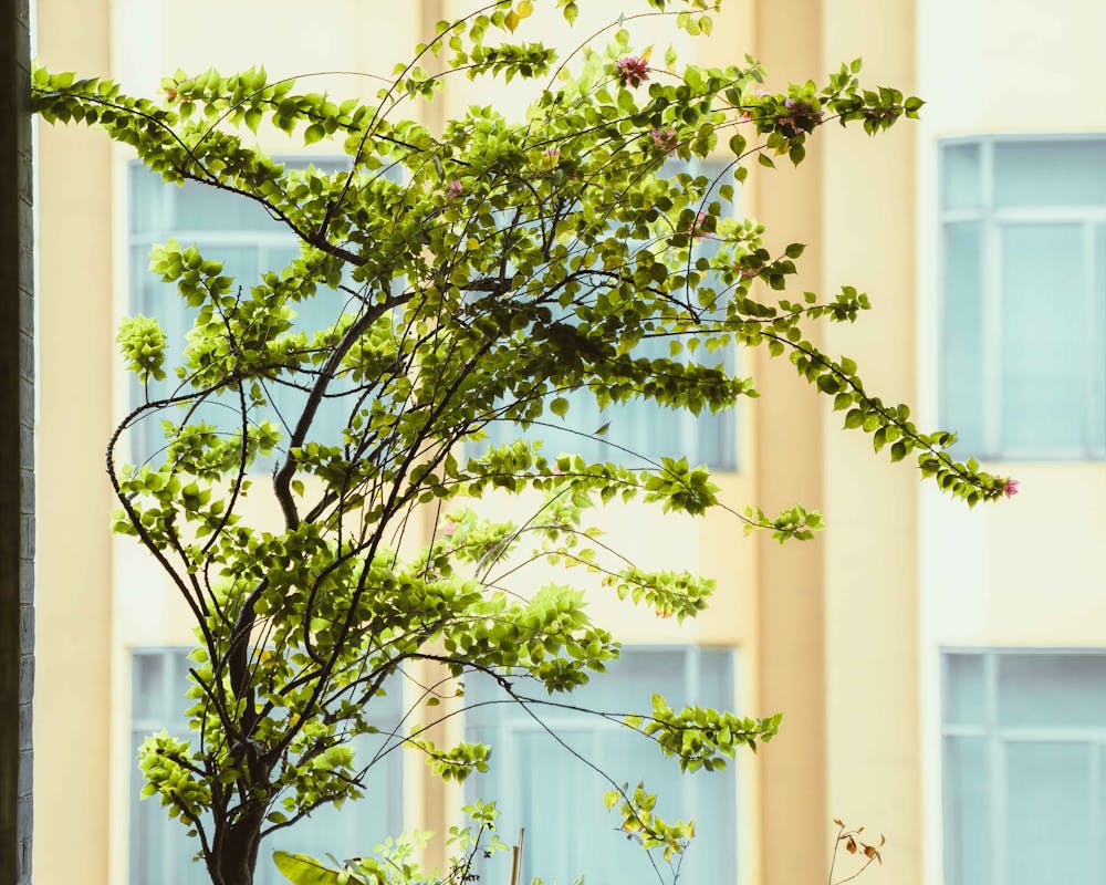pexels-photo-25712595